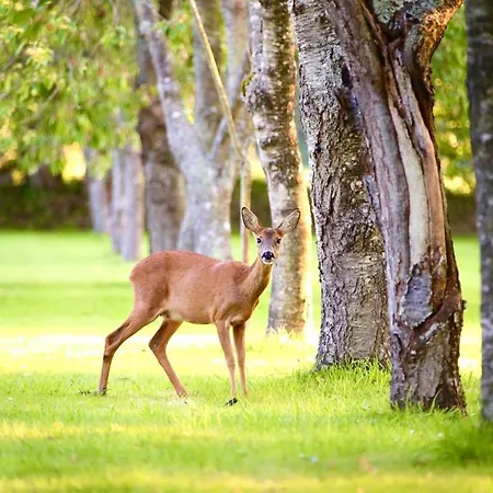ホテル Chateau Du Bu アンクトヴィル