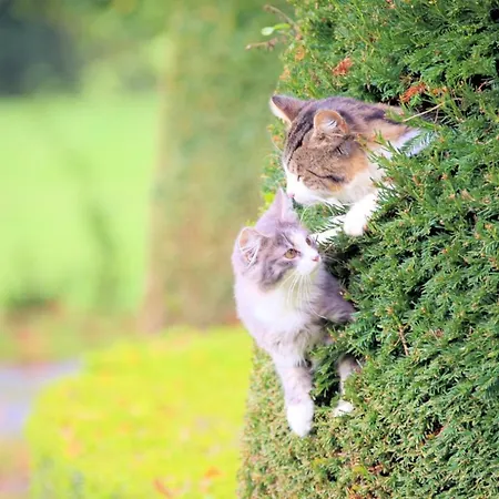 Chateau Du Bu ホテル 4*