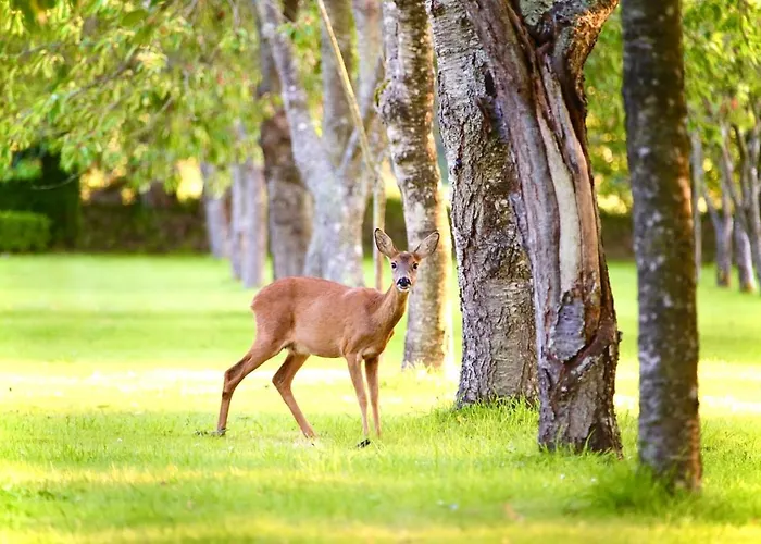 מלון Chateau Du Bu Anctoville