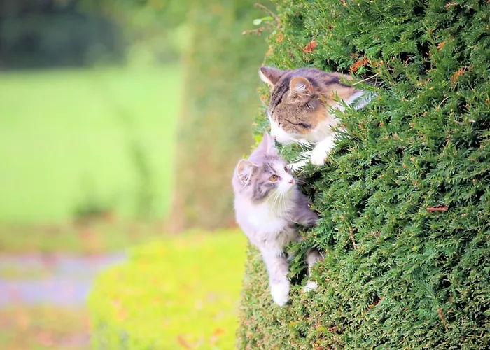 Chateau Du Bu Otel 4*